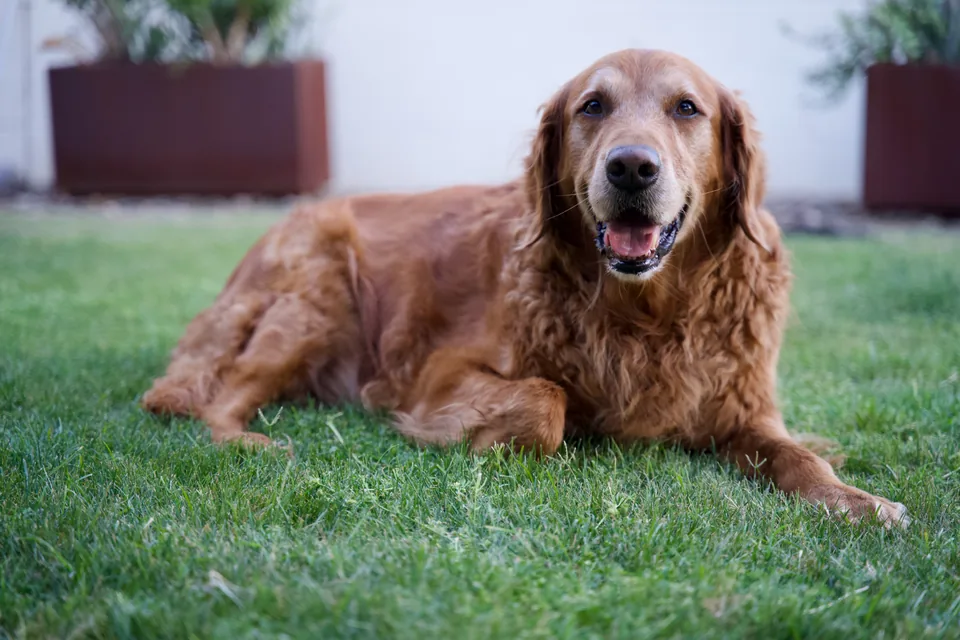 Cooper, a golden retriever, lying on the grass
