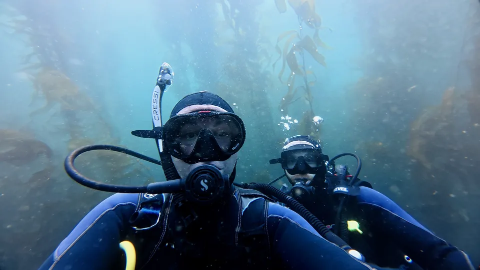 Two scuba divers underwater among tall kelp